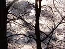B�ume gegen Wolken