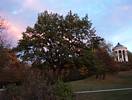 Baum