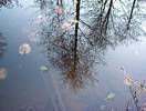 Gartenteich mit B�umen