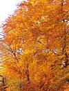 Herbstbaum