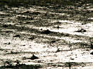 Maisfeld nach Hagelschlag