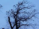 Kr�hen auf Baumsilhouette