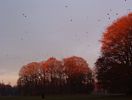 Kr�hen im englischen Garten