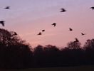 Kr�hen im englischen Garten - violett